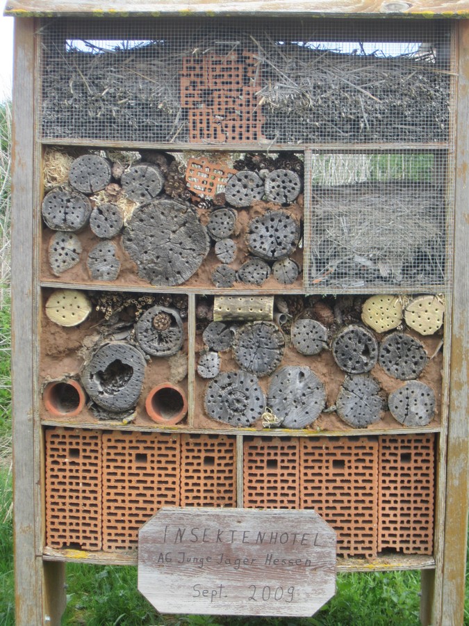 Wildbienen3